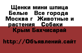 Щенки мини шпица Белые - Все города, Москва г. Животные и растения » Собаки   . Крым,Бахчисарай